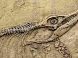 Jurassic period fossils found in Jharkhand of India